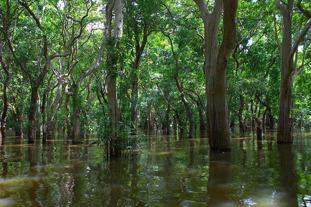 una zona inundada amb arbres i aigua en un bosc