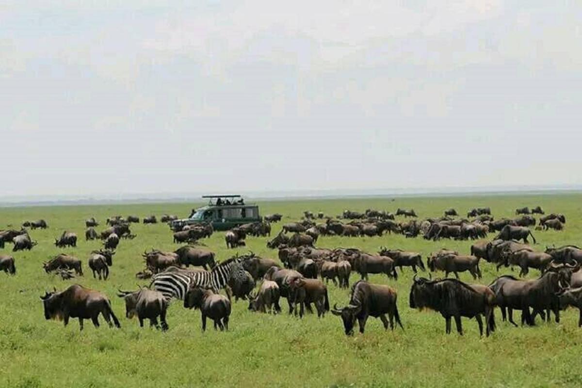 una manada de cebras y otros animales en un campo