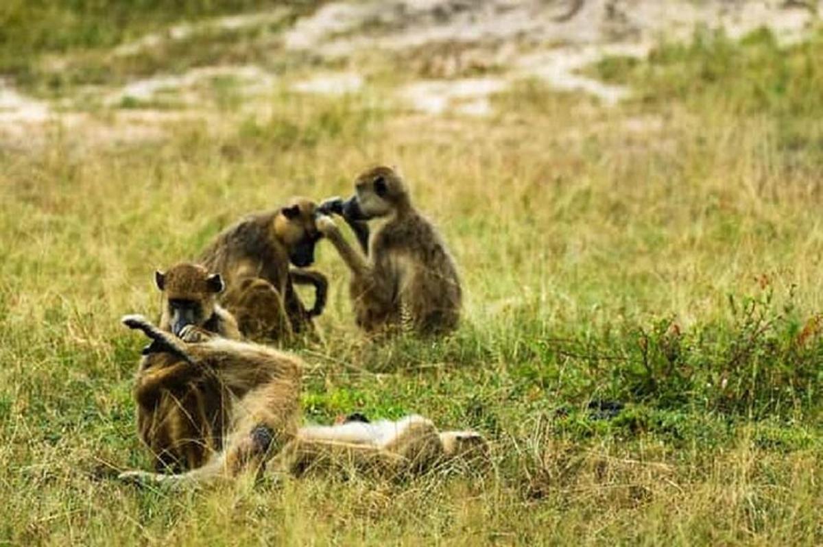 un grupo de monos jugando en un campo