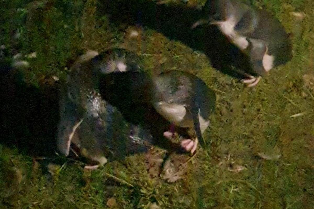 a group of pigs laying in the grass