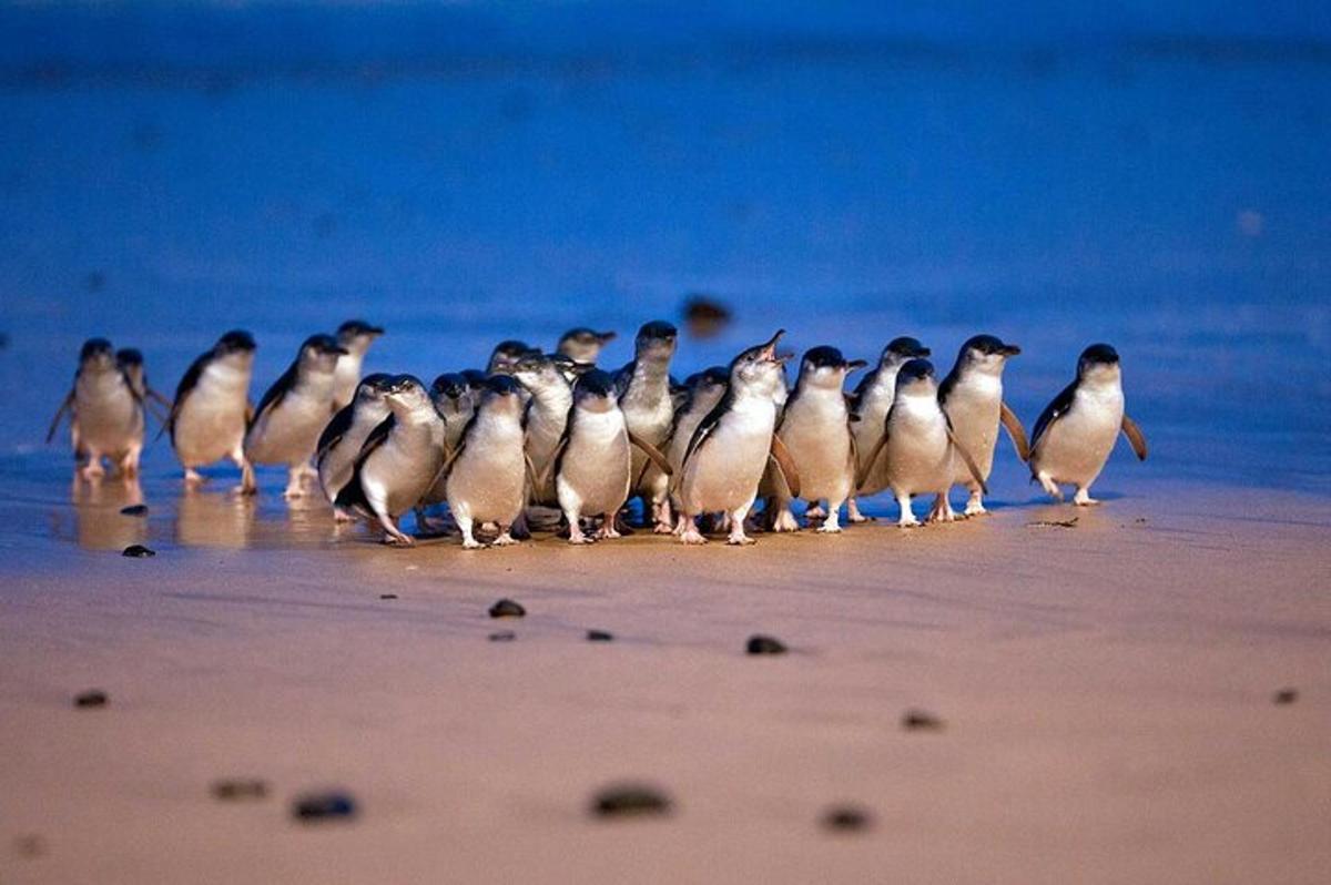 a group of birds standing on the beach