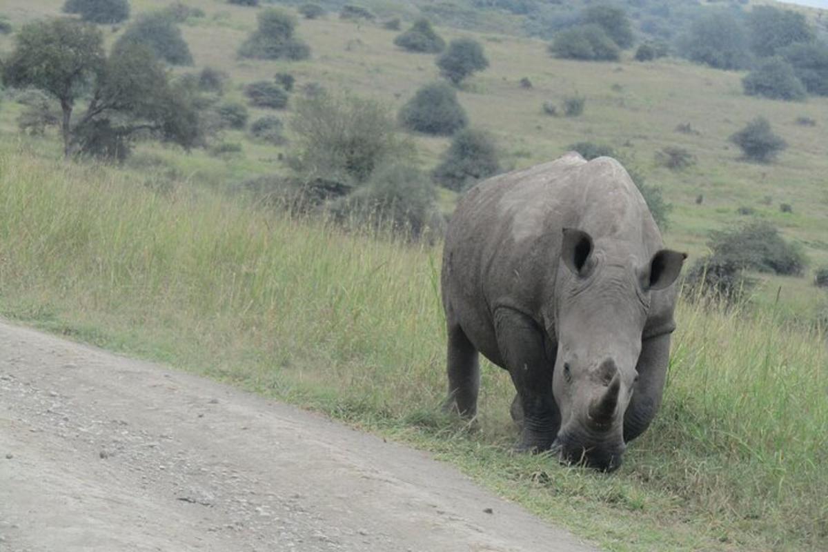 un rhinocéros marchant sur le bord d'un chemin de terre