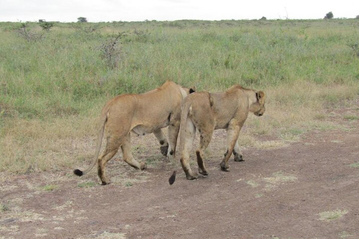 deux vaches traversant un chemin de terre dans un champ