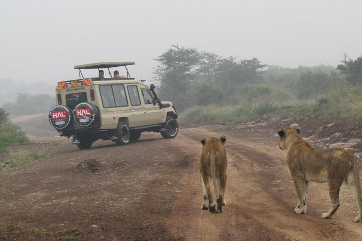 une jeep blanche roulant sur un chemin de terre avec deux vaches