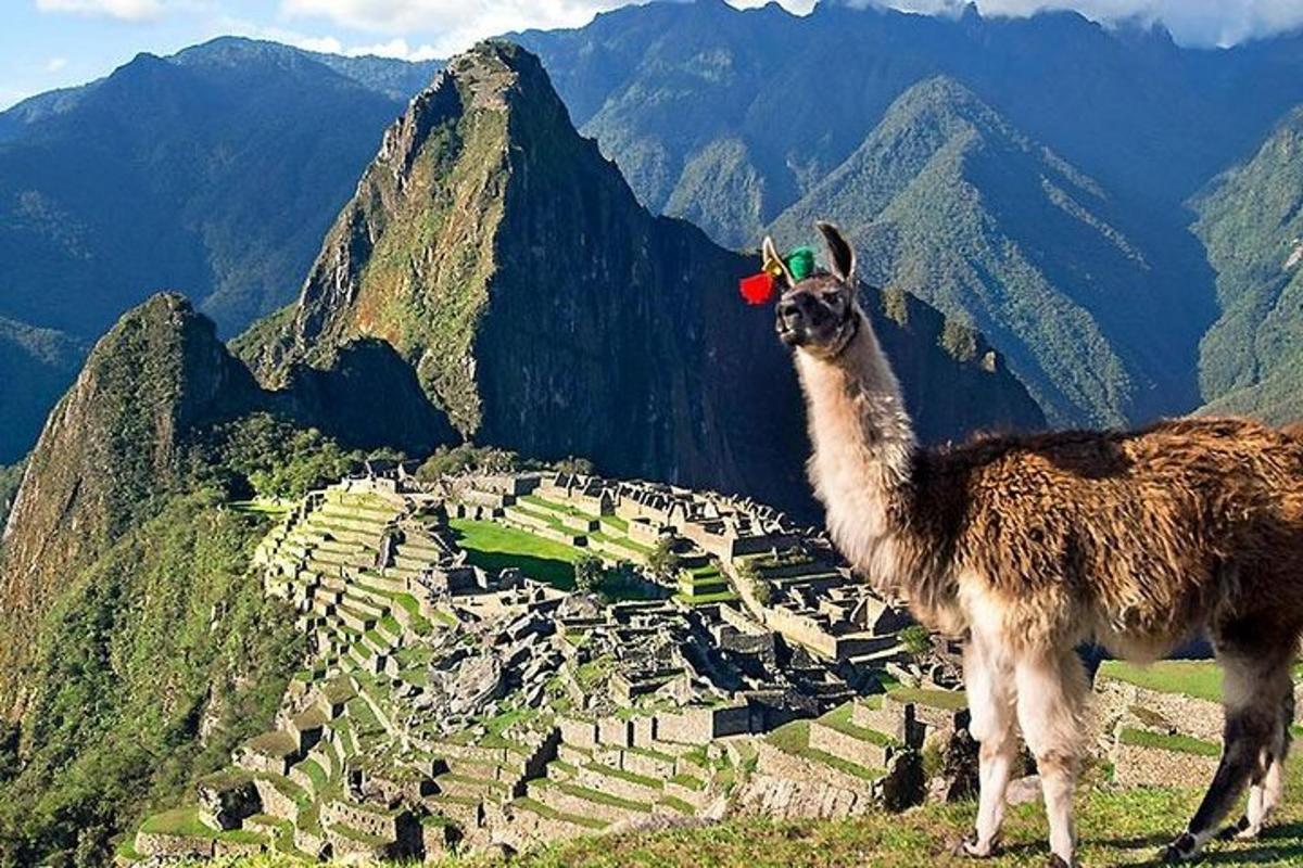 lama stendur á fjallstoppi