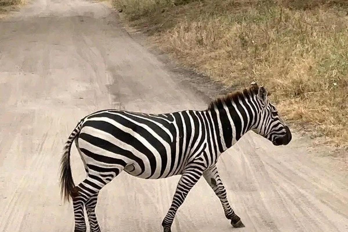 una cebra caminando por un camino de tierra