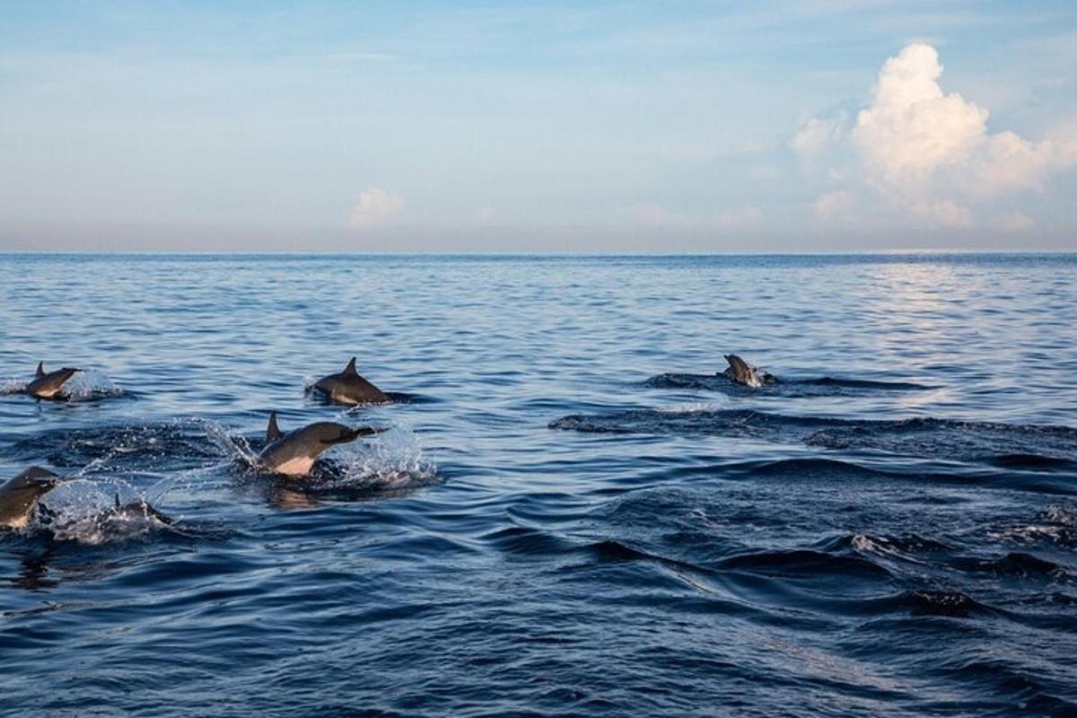 a group of dolphins swimming in the water