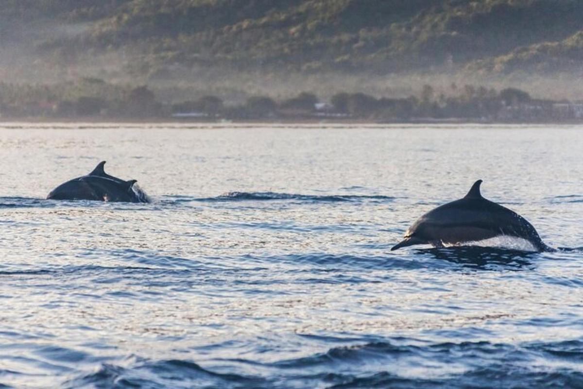 two dolphins are swimming in the water
