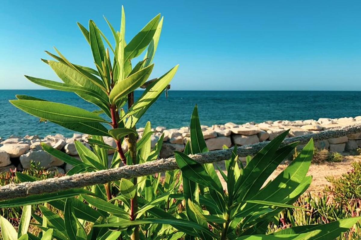 a plant in front of a fence near the ocean