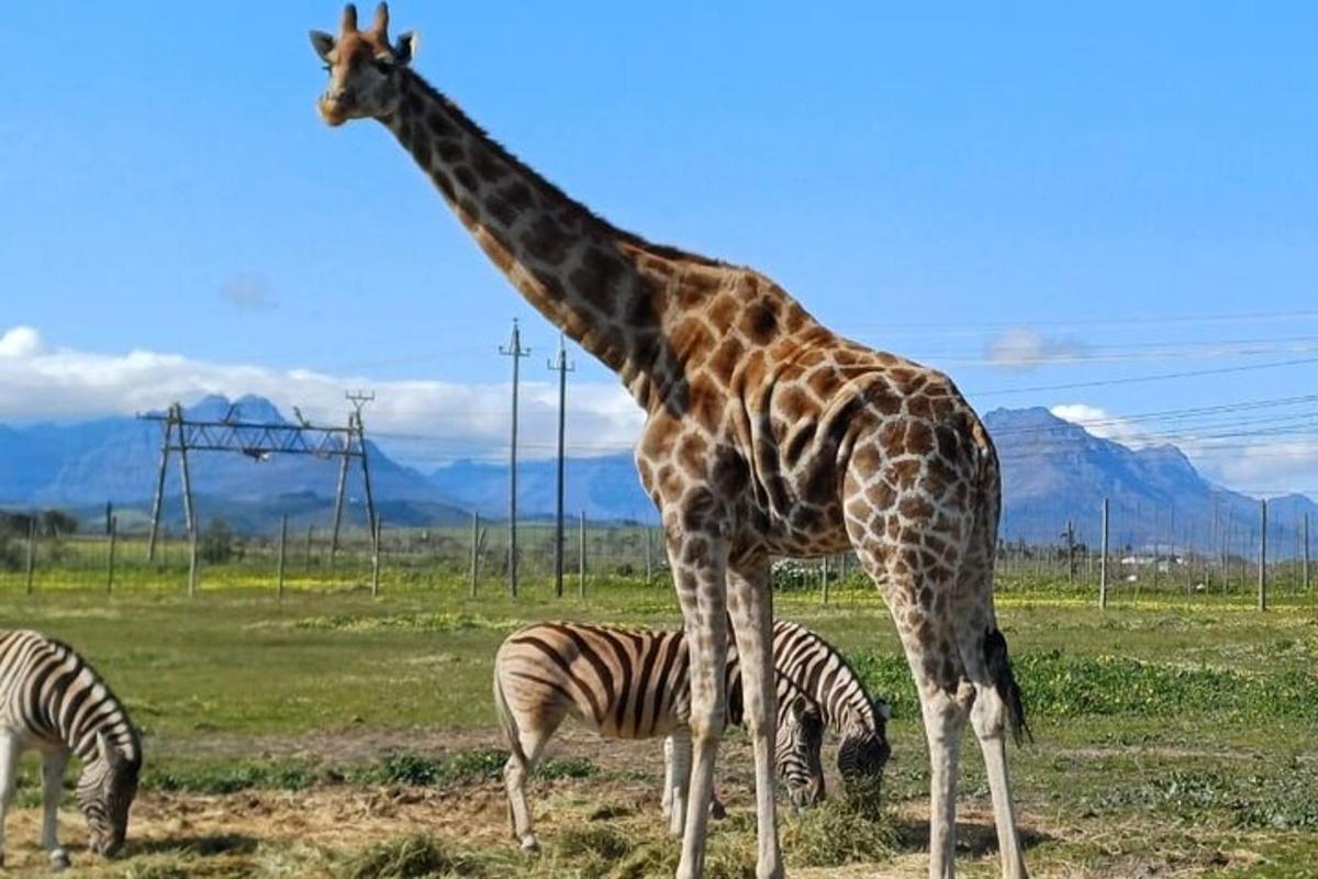 una girafa i dues zebres en un camp