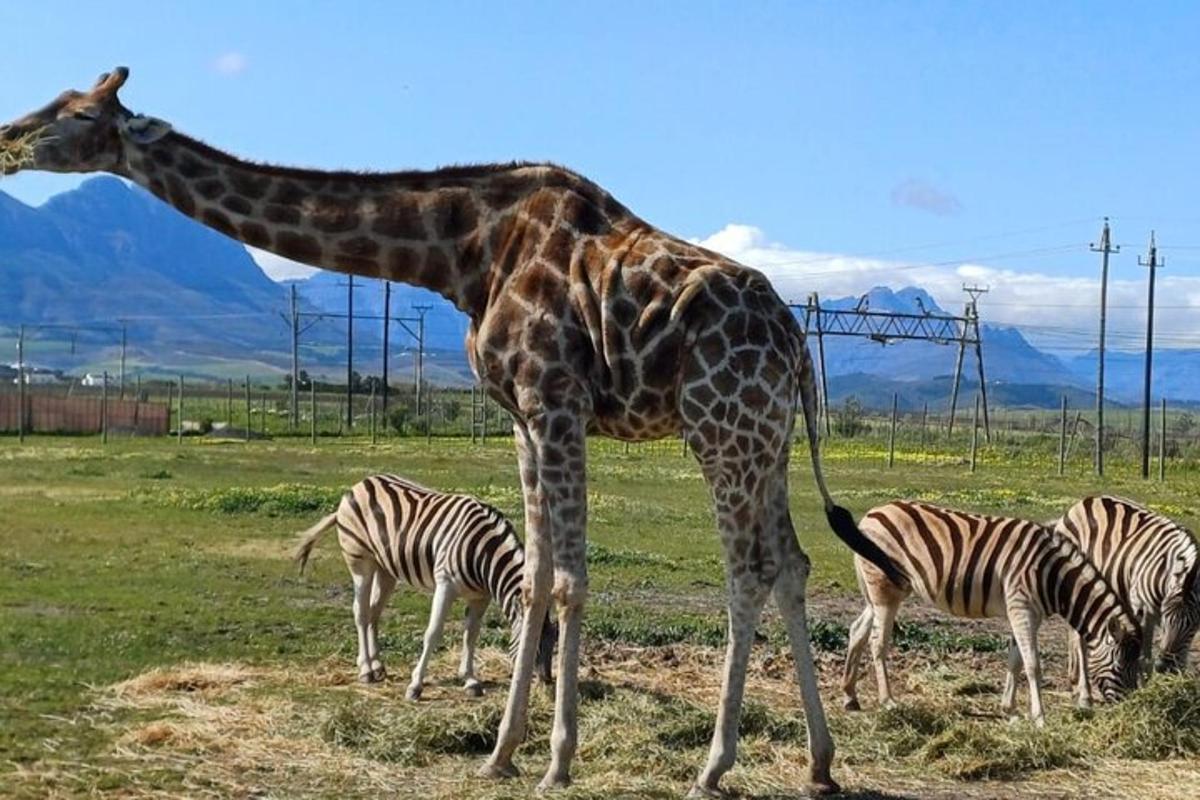 una girafa al costat de tres zebres en un camp