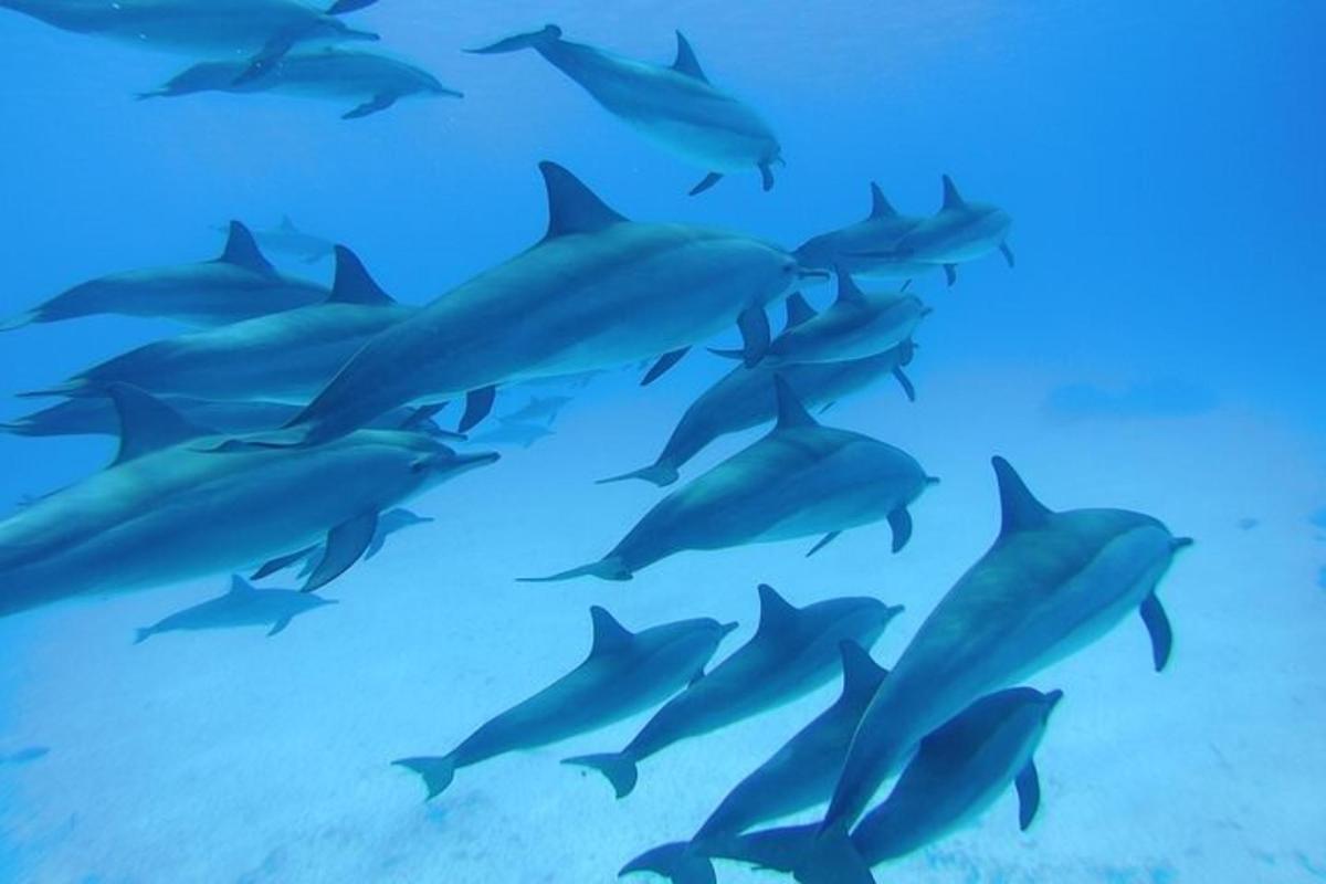 a herd of dolphins swimming in the ocean