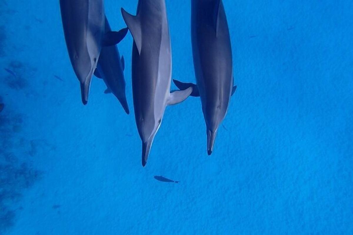 a group of three dolphins swimming in the water
