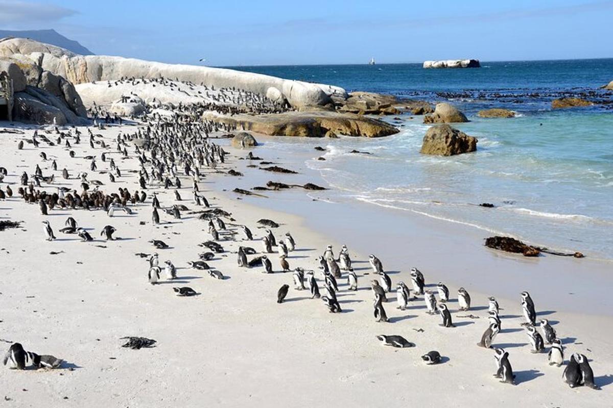 sekawan penguin berdiri di pantai