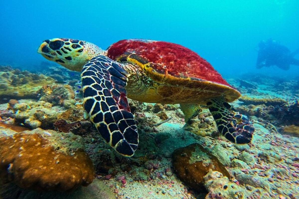 海を泳ぐアオウミガメ