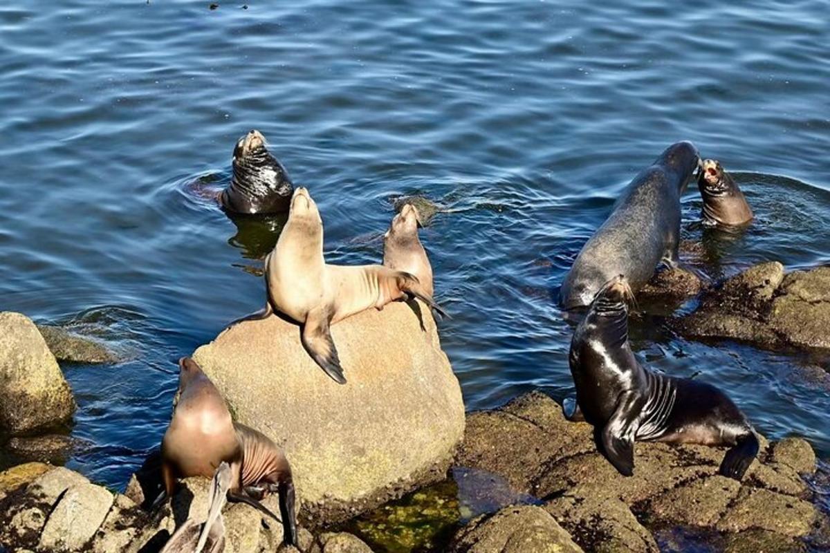 un grup de foques sobre una roca a l'aigua