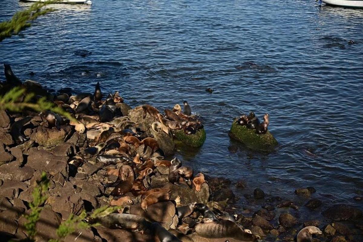 un grup d'ocells asseguts sobre roques a l'aigua