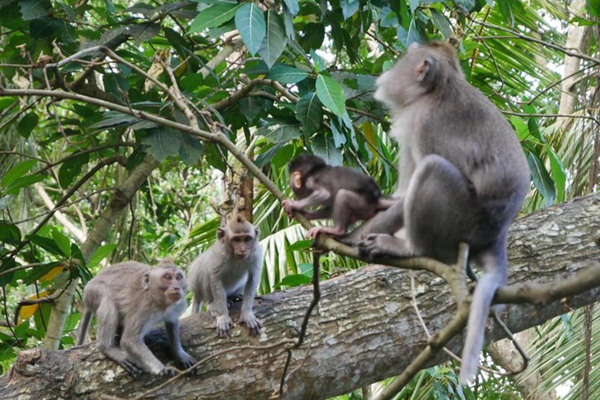 un gruppo di scimmie sedute su un ramo di un albero