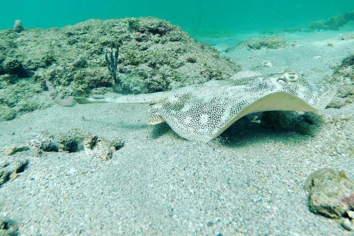 una pastinaca è sdraiata sulla sabbia nell'oceano