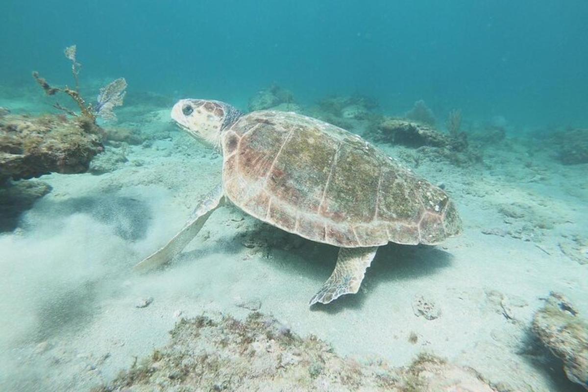 uma tartaruga marinha verde nadando no oceano