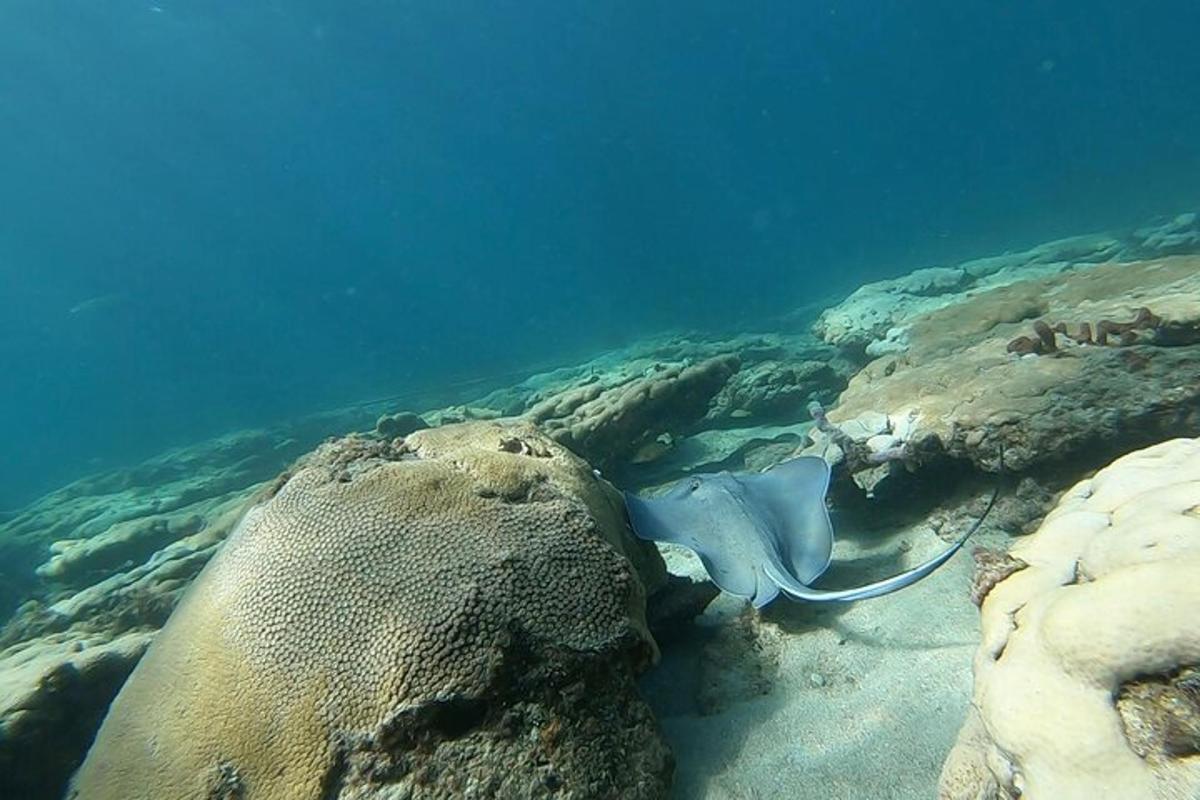 una pastinaca sdraiata sulla sabbia nell'oceano