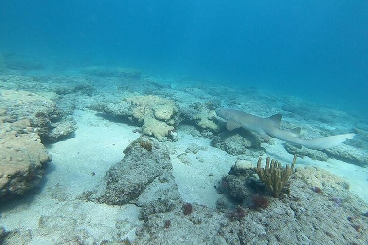 uno squalo sdraiato su una barriera corallina nell'oceano