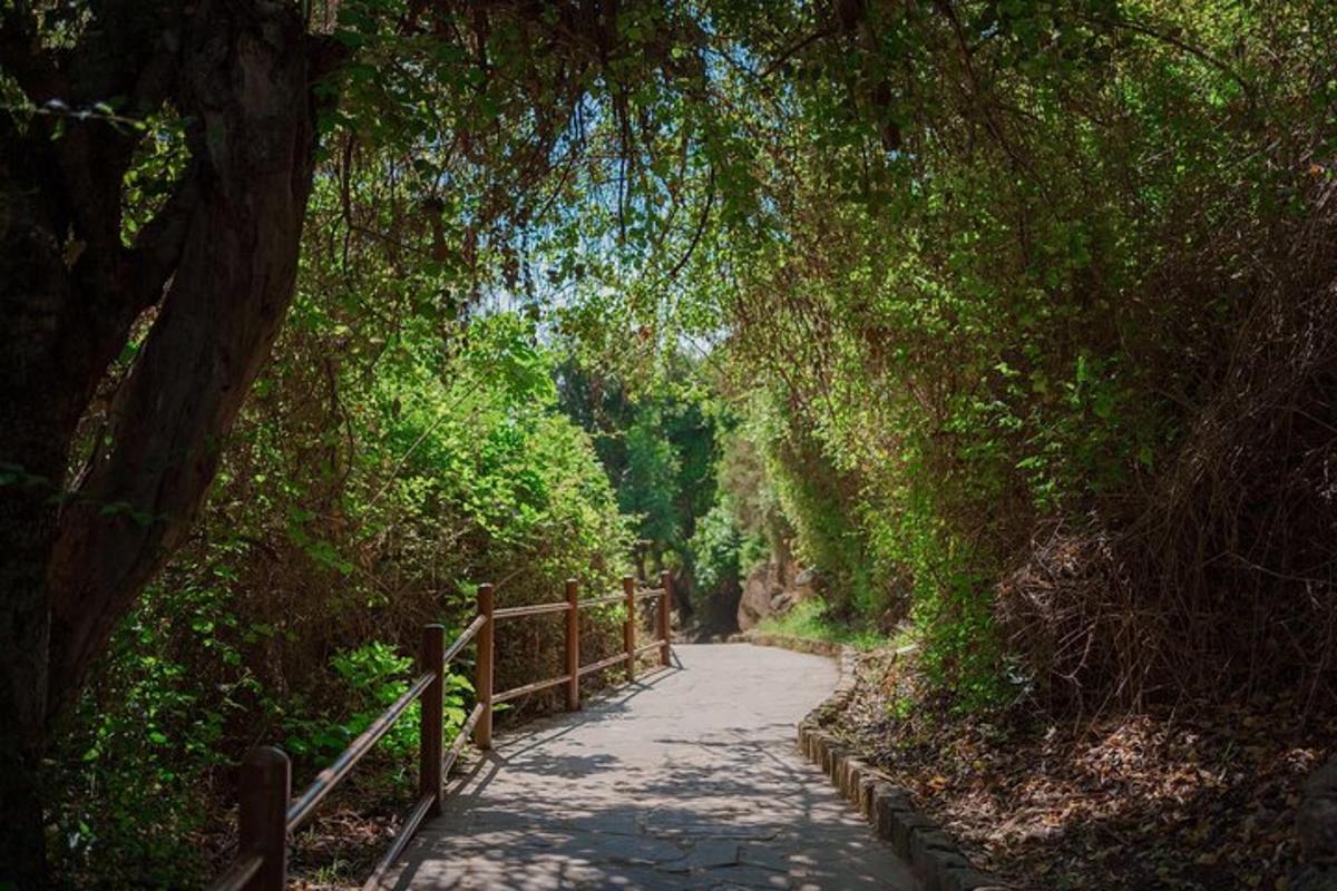 un sentiero attraverso una foresta con una recinzione di legno