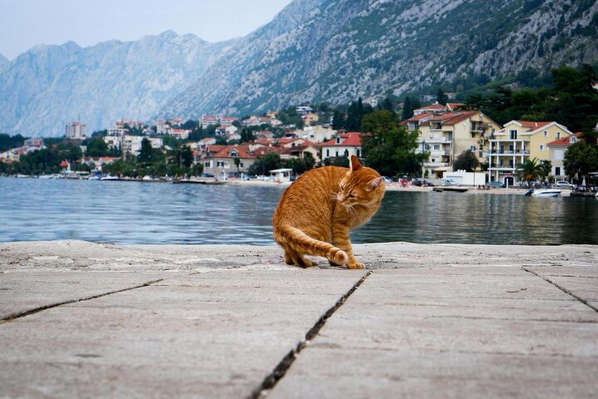 un gatto arancione seduto su un molo vicino all'acqua