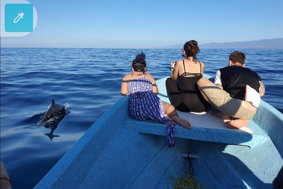 grupp inimesi istub paadis ja vaatab delfiini