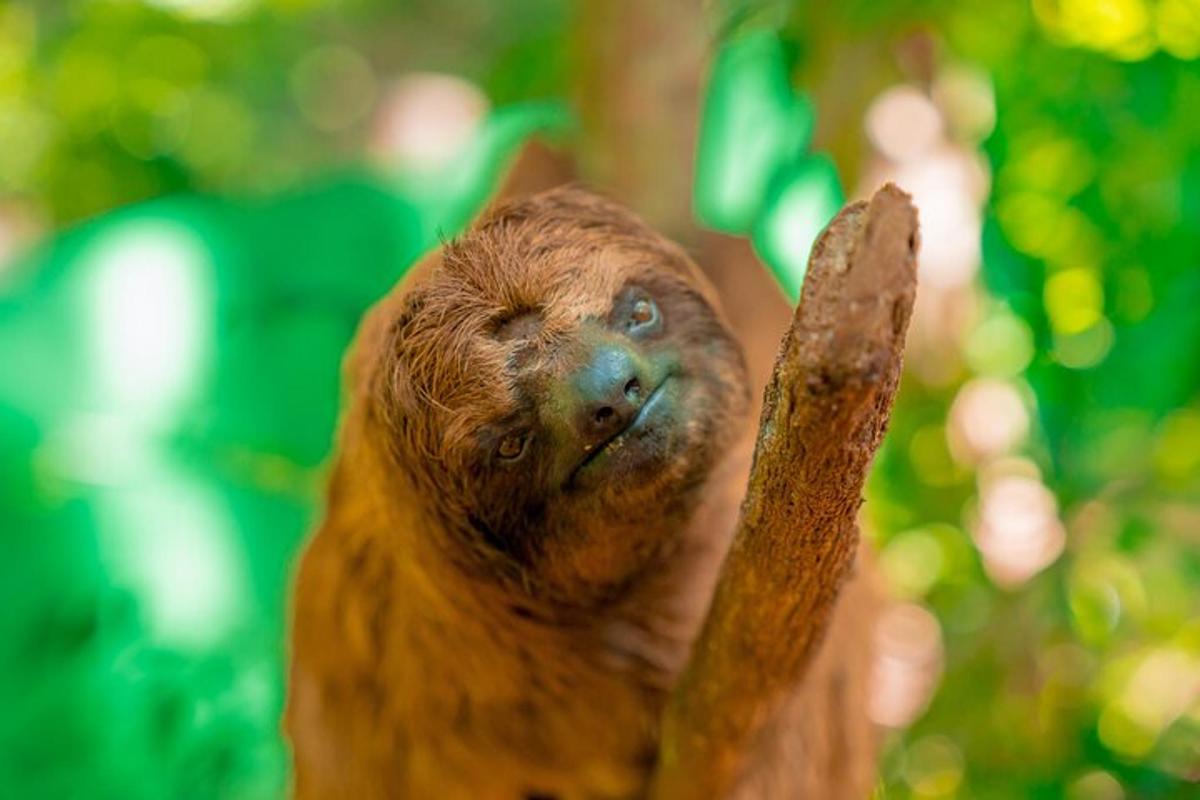 a brown sloth sitting on a tree branch
