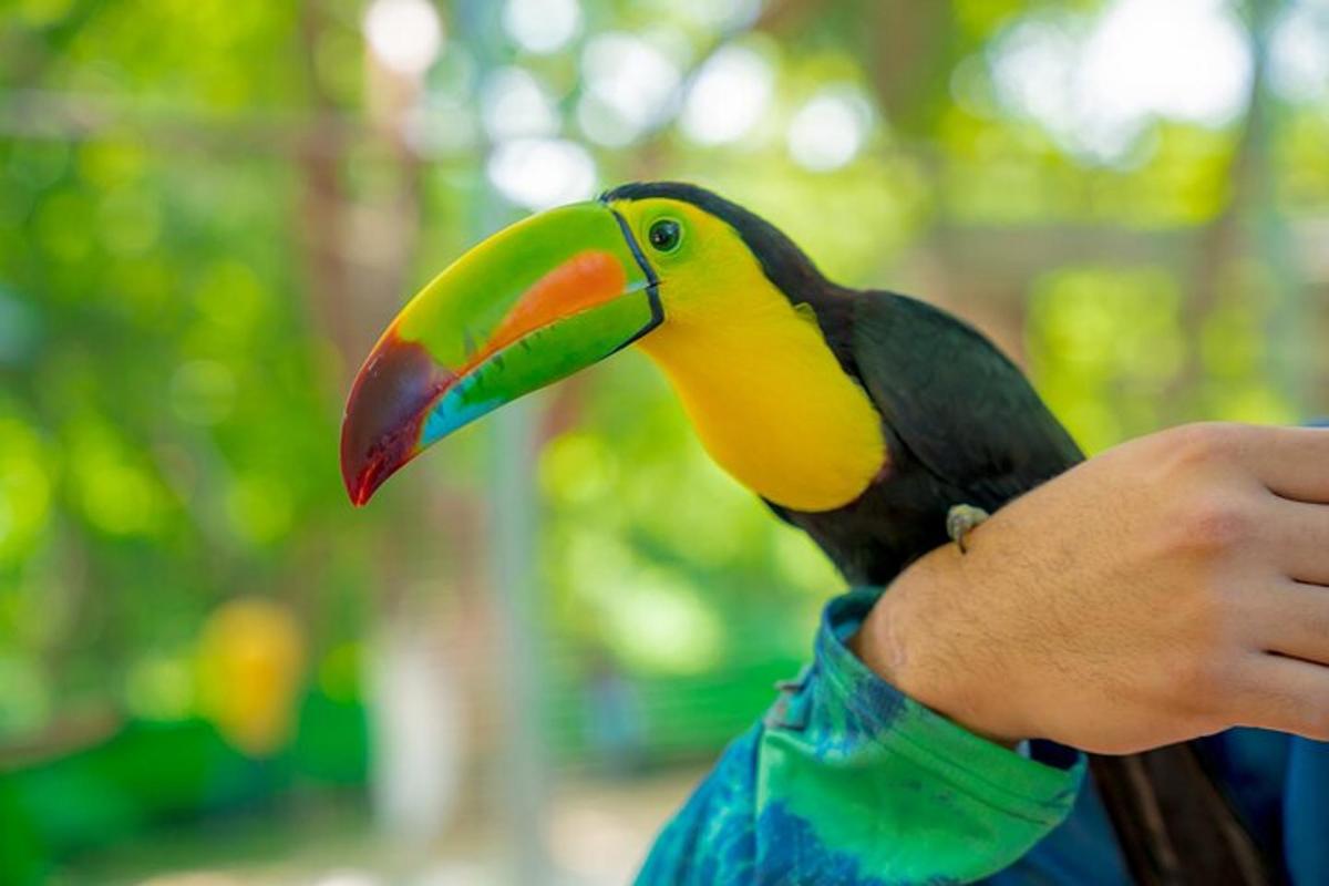 a bird with a colorful beak on a persons hand