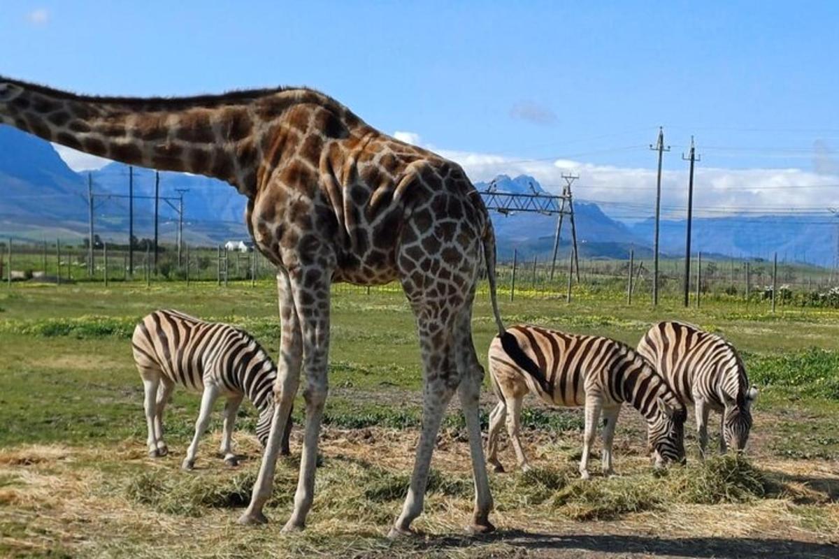 žirafa stojící vedle tří zeber na poli