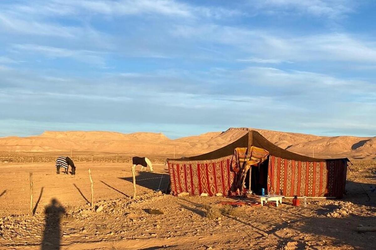 沙漠中间的帐篷和一只斑马