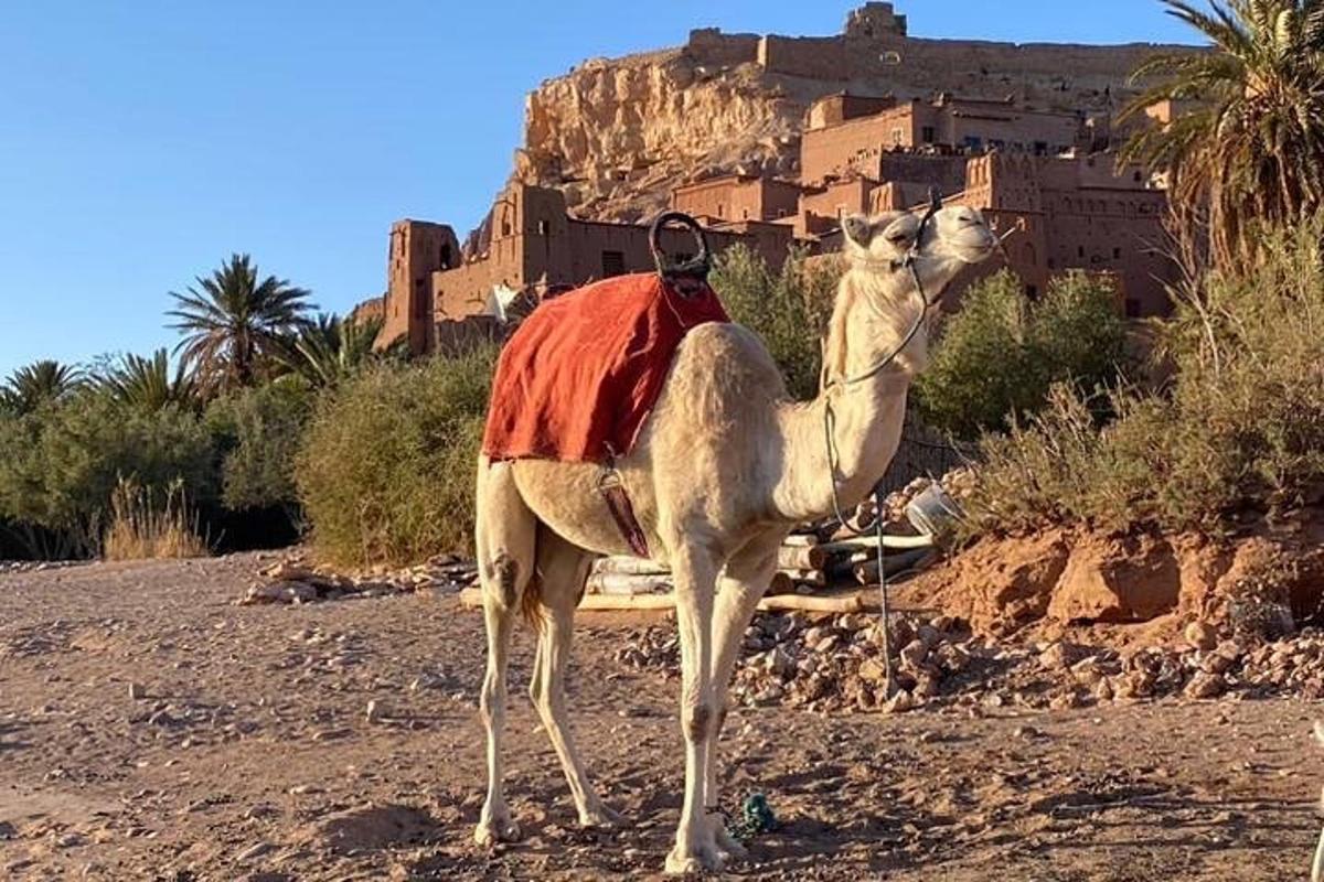 a camel standing in the desert with a castle in the background