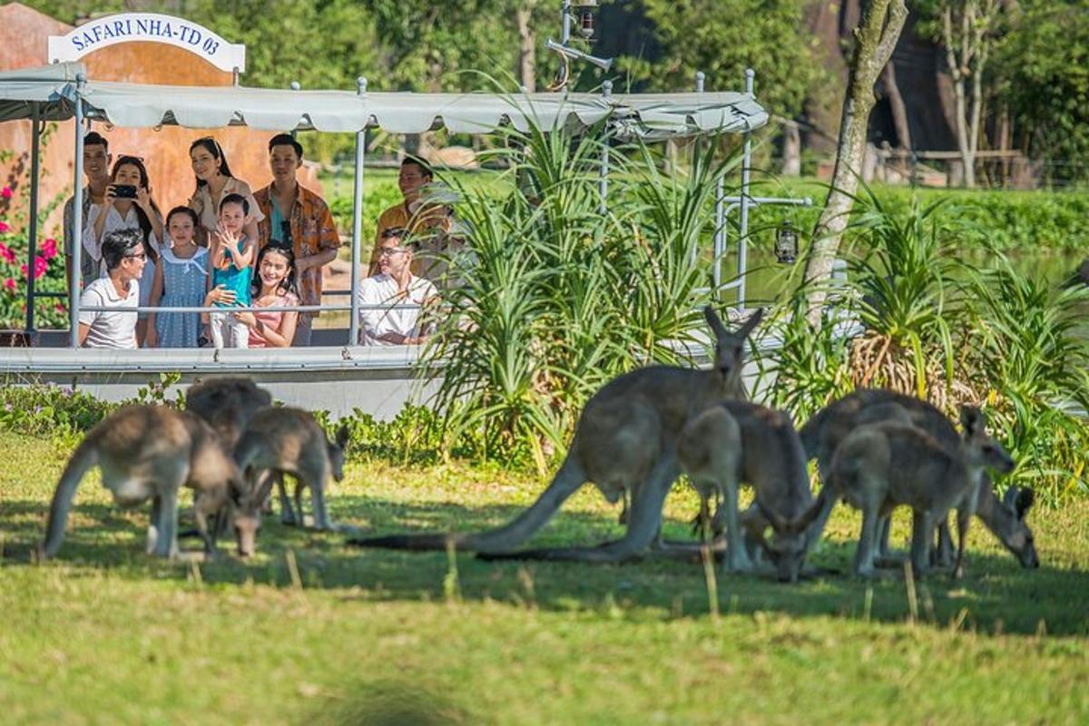 un gruppo di canguri di fronte a un gruppo di persone