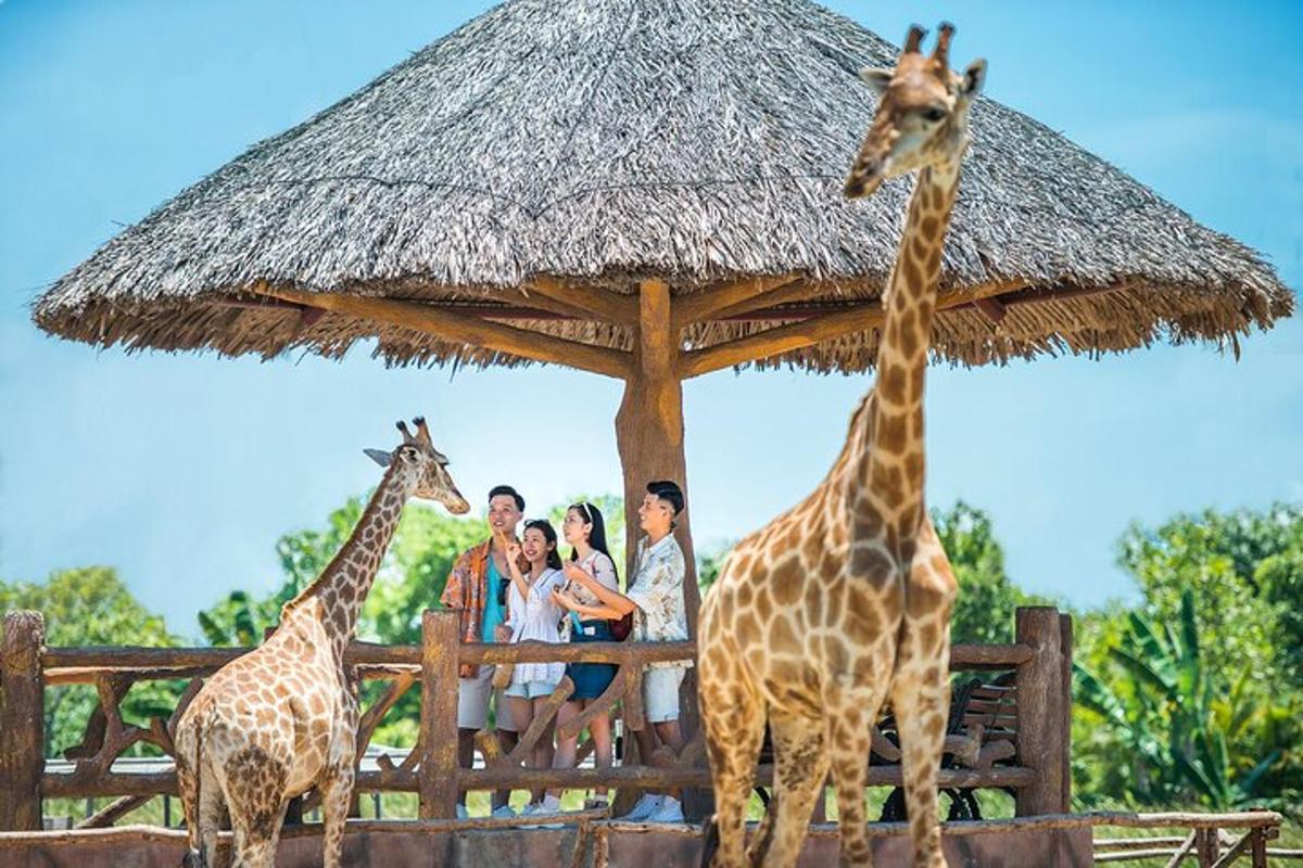 due giraffe e un gruppo di persone in piedi sotto un ombrello di paglia