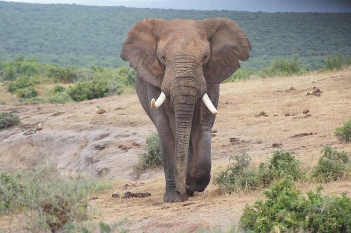 an elephant walking down a dirt road