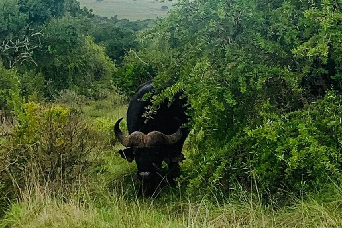 a bull standing in a field of tall grass