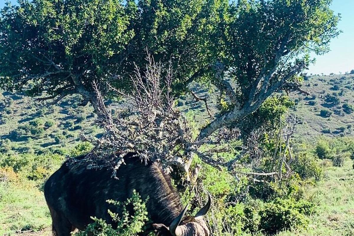an elephant is standing next to a tree