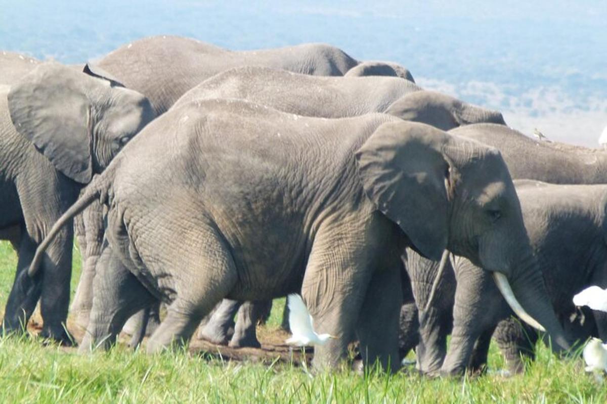 un ramat d'elefants dempeus en un camp