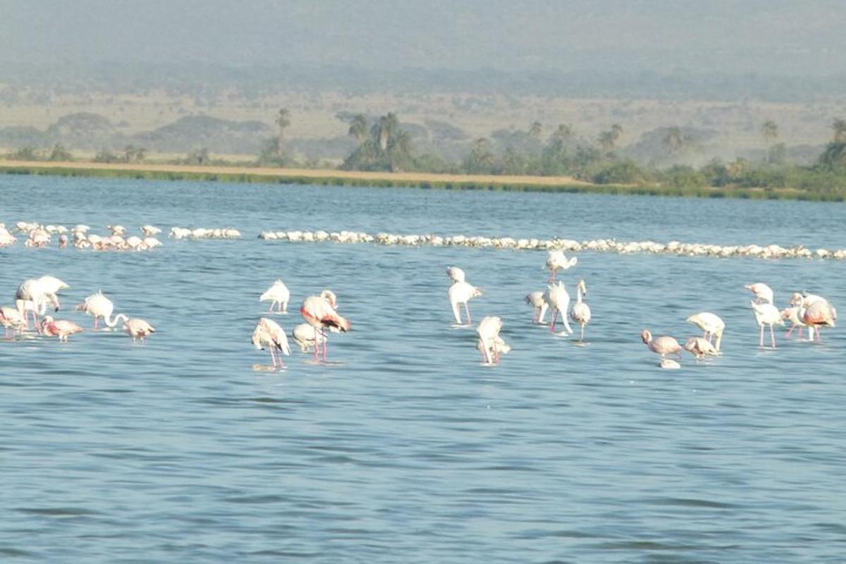 un estol de flamencs roses dempeus a l'aigua