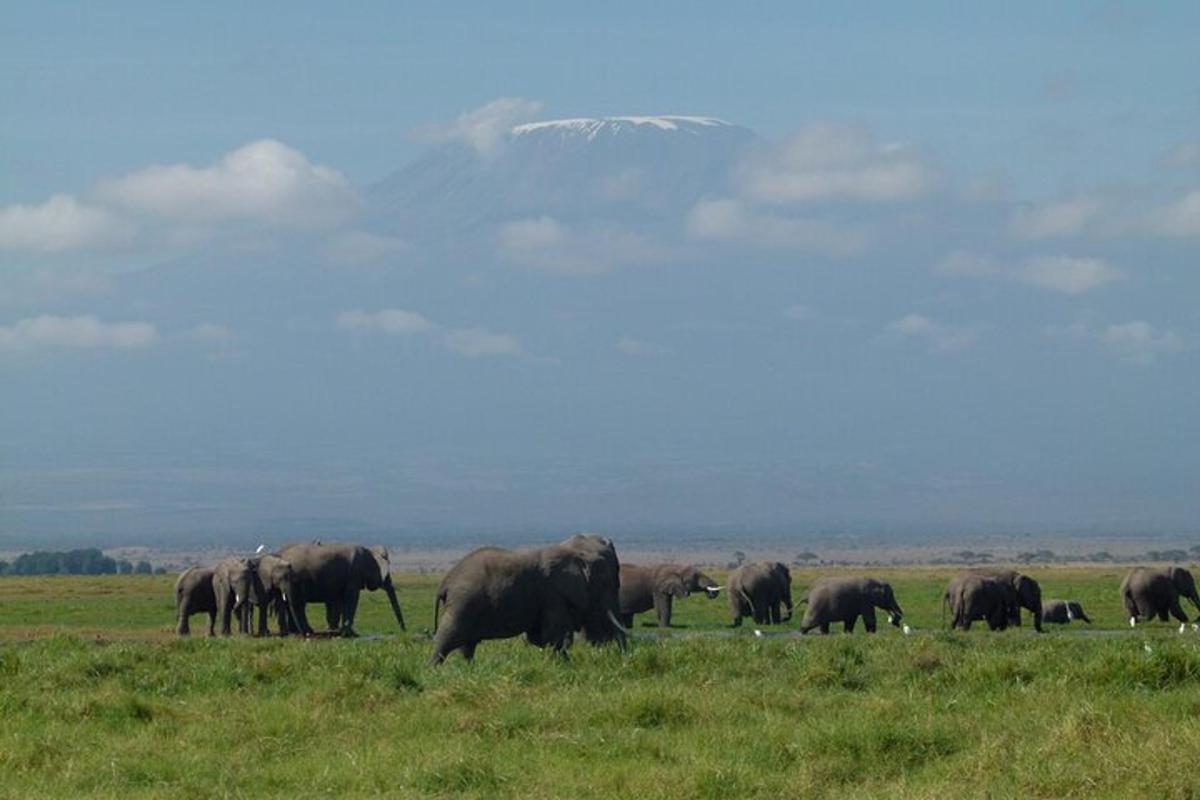 un ramat d'elefants pasturant en un camp
