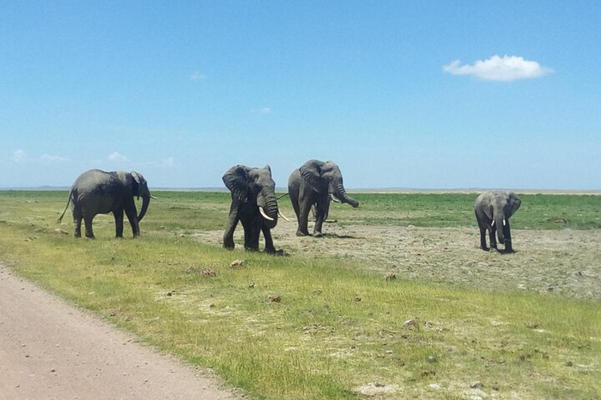 een groep olifanten die in een veld loopt