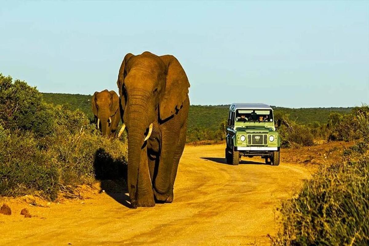 un elefant mergând pe un drum de pământ cu un camion