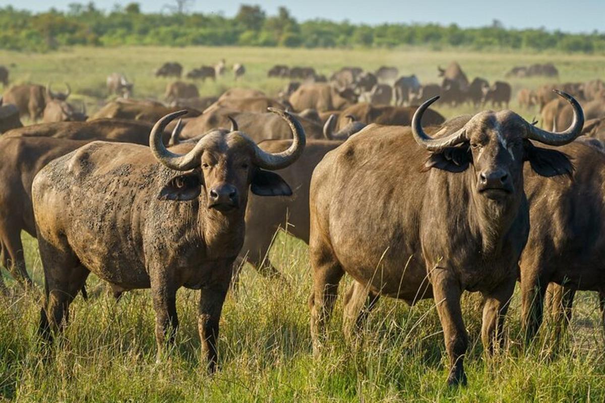 buffalóhjörð stendur á grasvelli