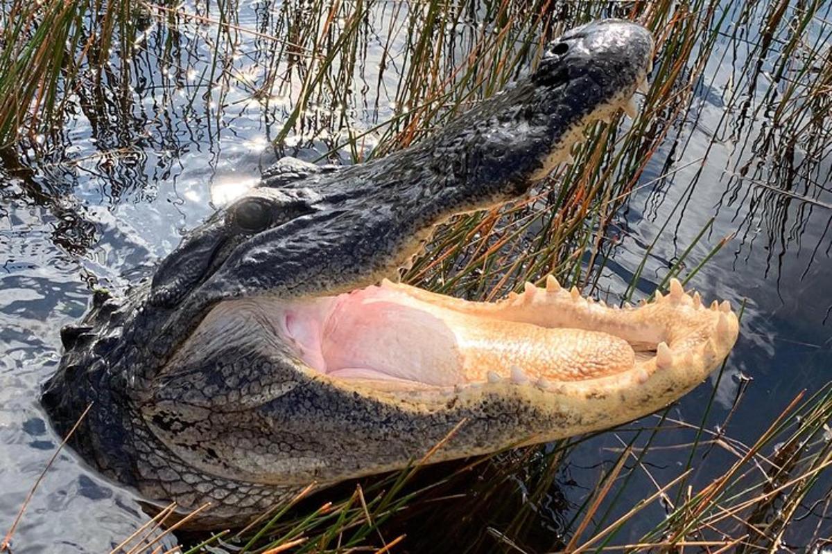 an alligator with its mouth open in the water