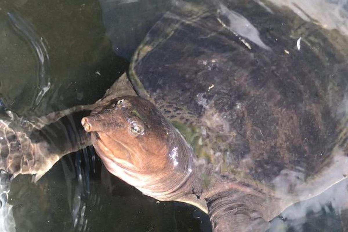 a turtle is sitting on top of the water