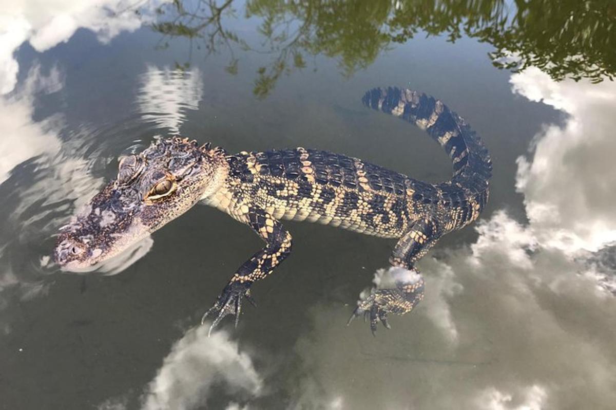 a crocodile is floating in the water
