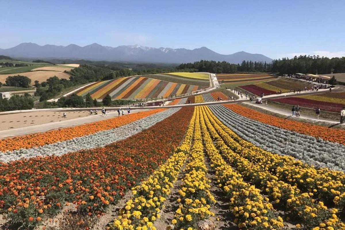 an overhead view of a large field of flowers