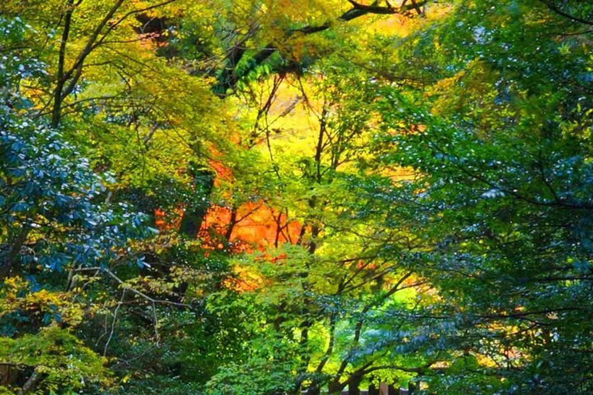 a forest filled with lots of lush green trees